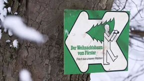 Auf Baumsuche im Wald