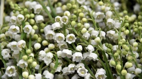 Mord mit Maiglöckchen?