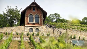 Deutscher Wein setzt auf Klasse statt Masse