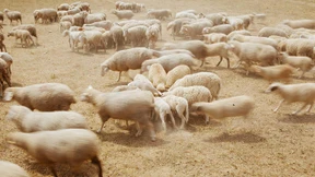 Die letzten Schäfer Deutschlands