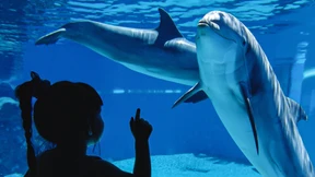 Wie Delphine in Gefangenschaft zugrunde gehen