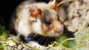 Tierbestände weltweit sinken dramatisch