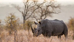 Endlich Ruhe fürs Rhinozeros