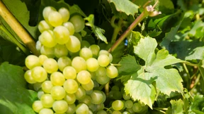 Ein frühreifer Jahrgang 