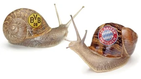 Zwei große Schnecken