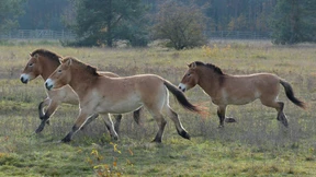Früheres Militärgelände als Heimat für Przewalski-Pferde