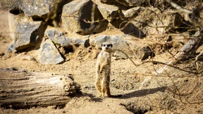 Wie Spender den Zoo retteten