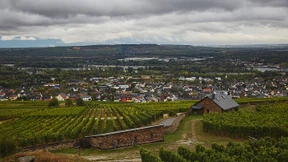 Beethoven hätte Wein aus dem Rheingau getrunken