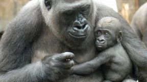 Frankfurter Zoo erfreut über Patenschaften