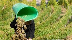 Guter Ertrag und ordentliche Qualität