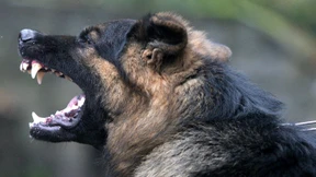 Hundestaffel zieht um