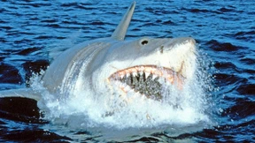 Vom Raubfisch zum Menschenfresser