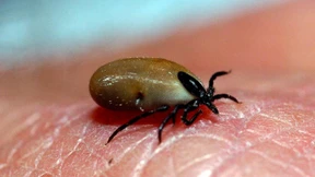 Mehr Erkrankungen durch Zecken