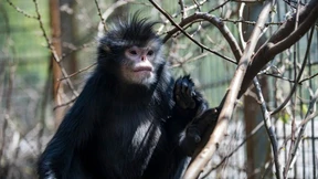 Chinas Gaoligong-Berge sind ein Hotspot der Biodiversität