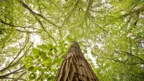 „Eichen könnten die Gewinner des Klimawandels sein“