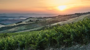 Üppige Frucht aus der Toskana