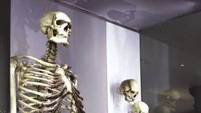 Wissenschaftler fordern Seebestattung des „Irischen Riesen“