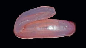 Pinkfarbene Seegurken und runzlige Napfschnecken