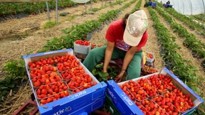 CDU-Vize fordert Ausnahmen für Erntehelfer