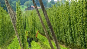 Dürftige Hopfenernte