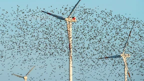 Die Windkraft und der Artenschutz