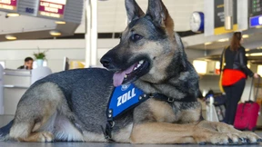 Rauschgifthunde erschnüffeln Drogen in Babynahrung