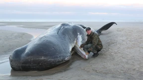 Tote Pottwale auf Wangerooge angespült