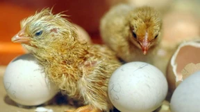 Urteil zum Töten von Küken 