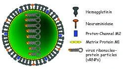 Wie kräftig ist ein Virus?