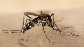 Gekommen, um zu stechen