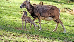 Mufflonjunge im Opel-Zoo