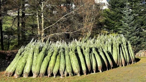 Wo die Weihnachtsbäume wachsen