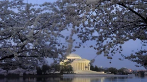 Wie ein Samurai, der stirbt