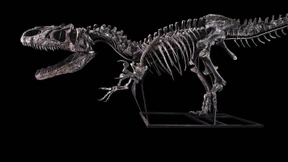 Dino-Skelett findet neuen Besitzer