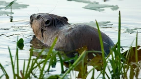 „Bald überall zu Hause“