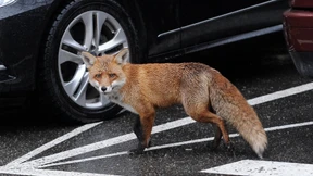 Wenn plötzlich ein Fuchs über die Straße läuft