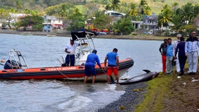 27 tote Delfine auf Mauritius angespült