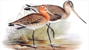 Vom Klima zerrüttet