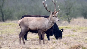 Hirsch schließt sich einer Rinderherde an