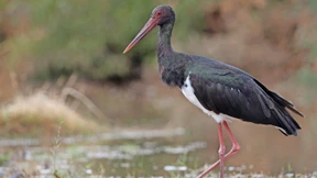 „Übergangen und ausgebootet“