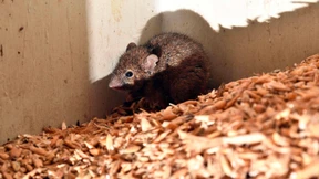 Mäuseplage macht Landwirten zu schaffen