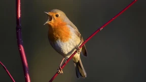 Lauthals aus voller Brust