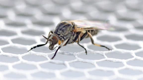 Kriebelmücken könnten in Deutschland häufiger werden