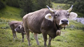 Tiroler Landwirt muss hohe Strafe zahlen