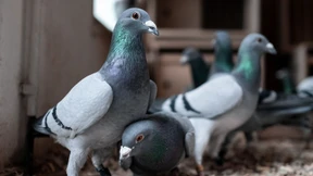 Brieftauben und Waschmaschine im Reisebus entdeckt