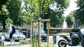 Warum es immer noch an Stadtbäumen fehlt