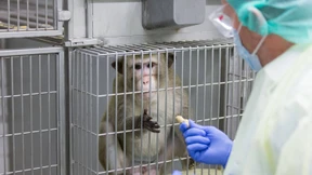 Zahl der Tierversuche 2016 bundesweit gestiegen