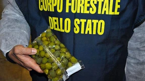 Tausende Tonnen Ekel-Essen sichergestellt