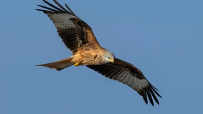 „Vogelperspektiven“