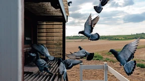 Wie Tauben ihren Heimweg finden